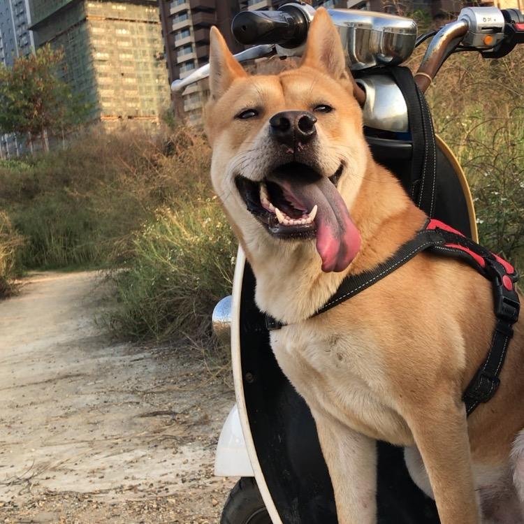 是周狗狗