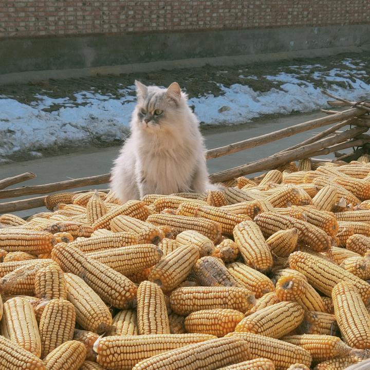 宠物，王大夫