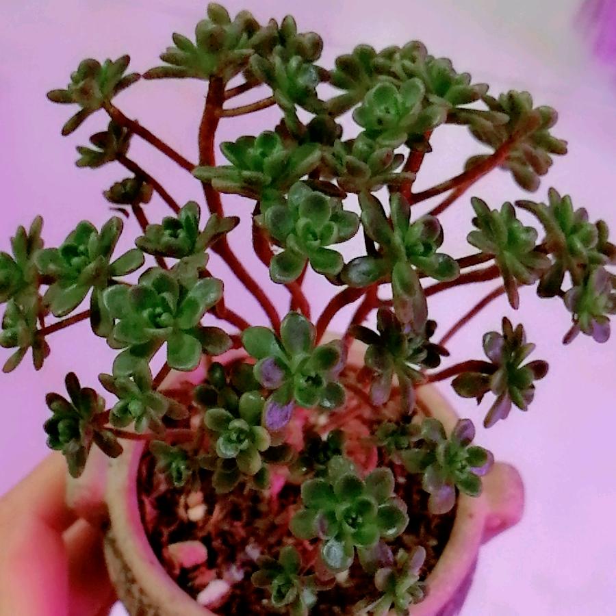 驴小毛