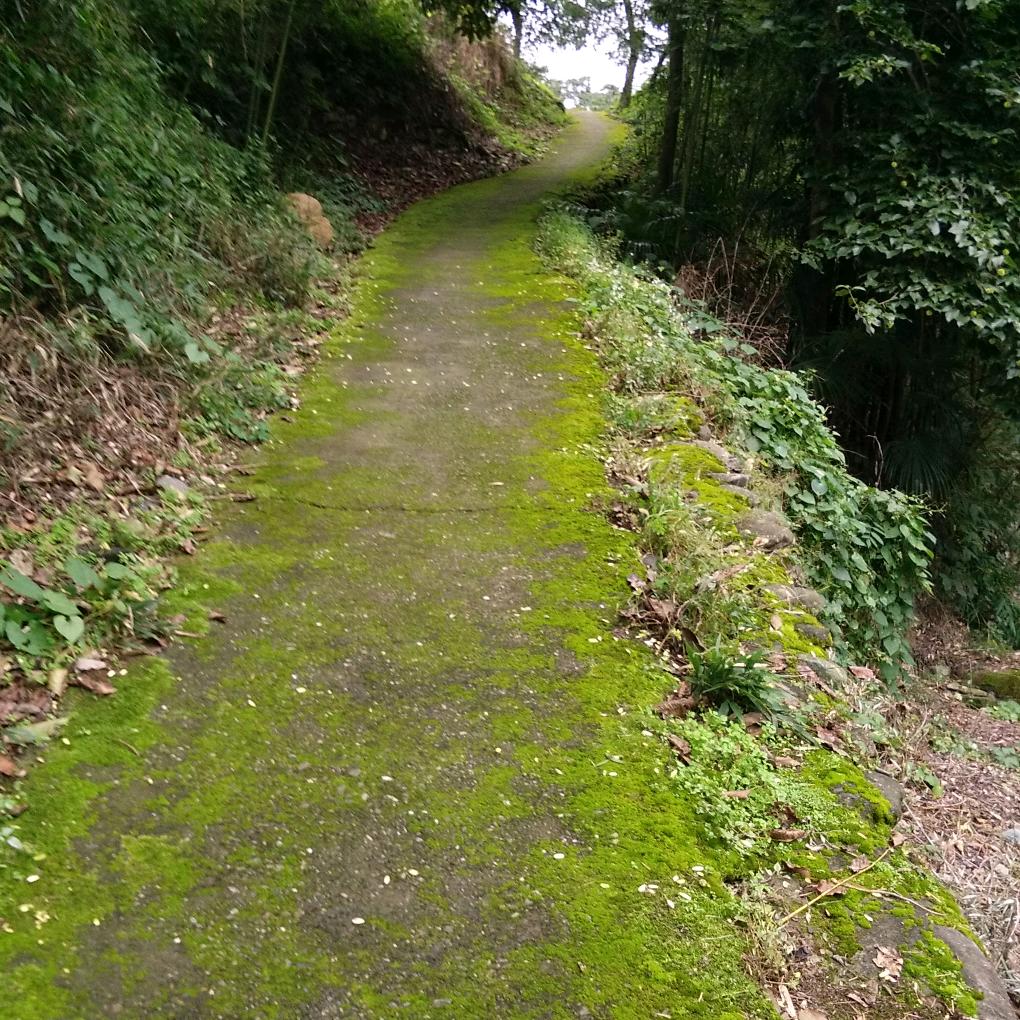 来时有路  去时有风