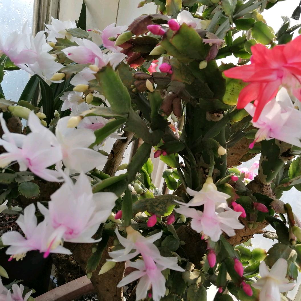 爱花草的幽兰
