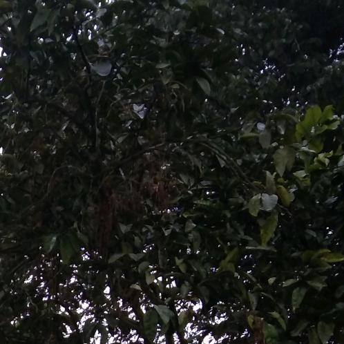 彬