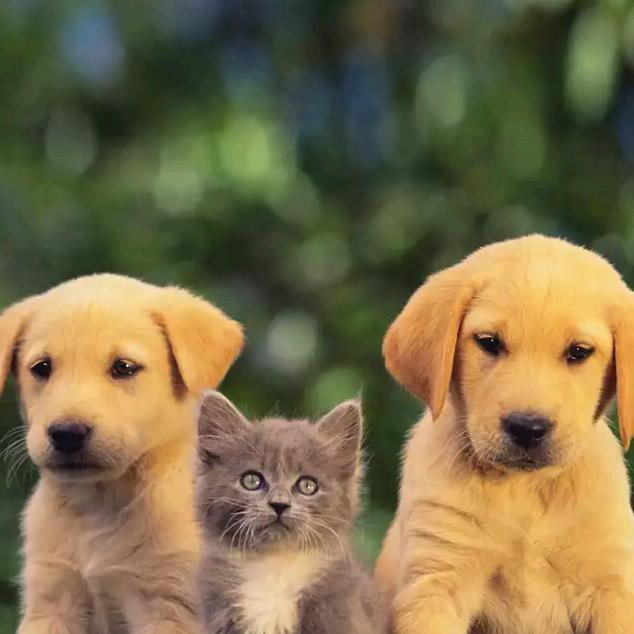 东山洞庭山碧螺春白玉枇杷直产地