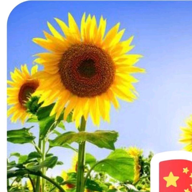 🌻向日葵