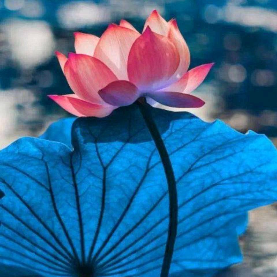徐长花