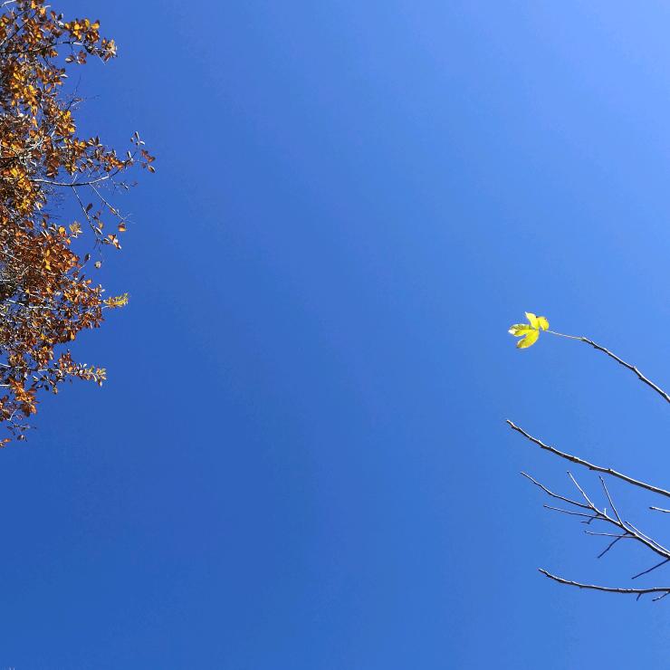 白露