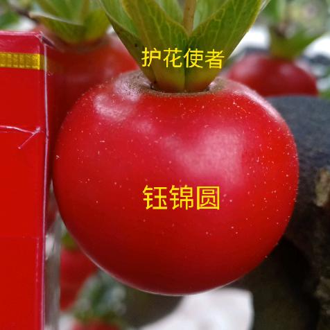 护花使者5800