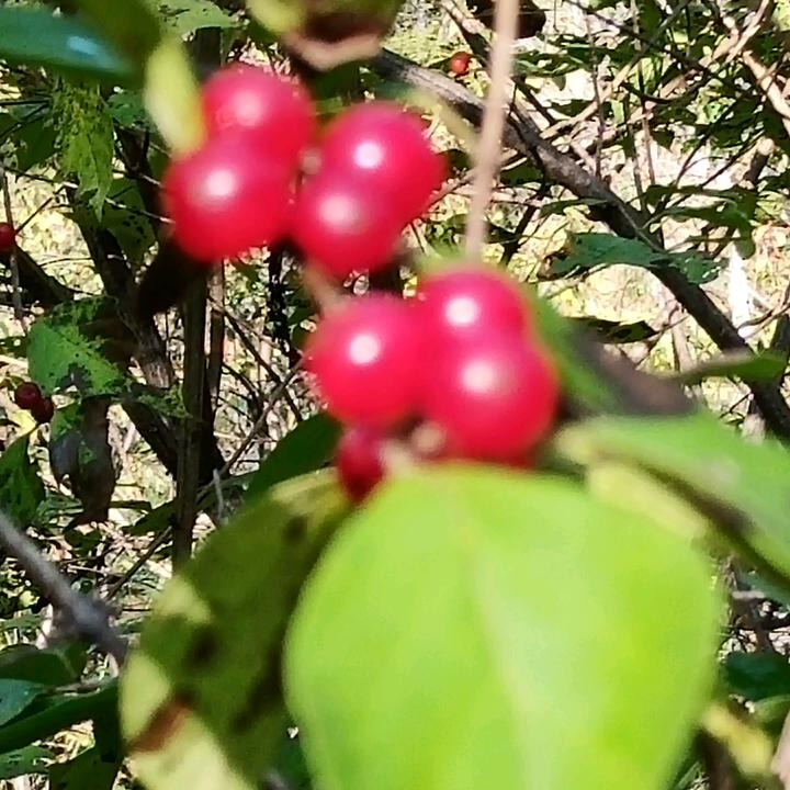 北方