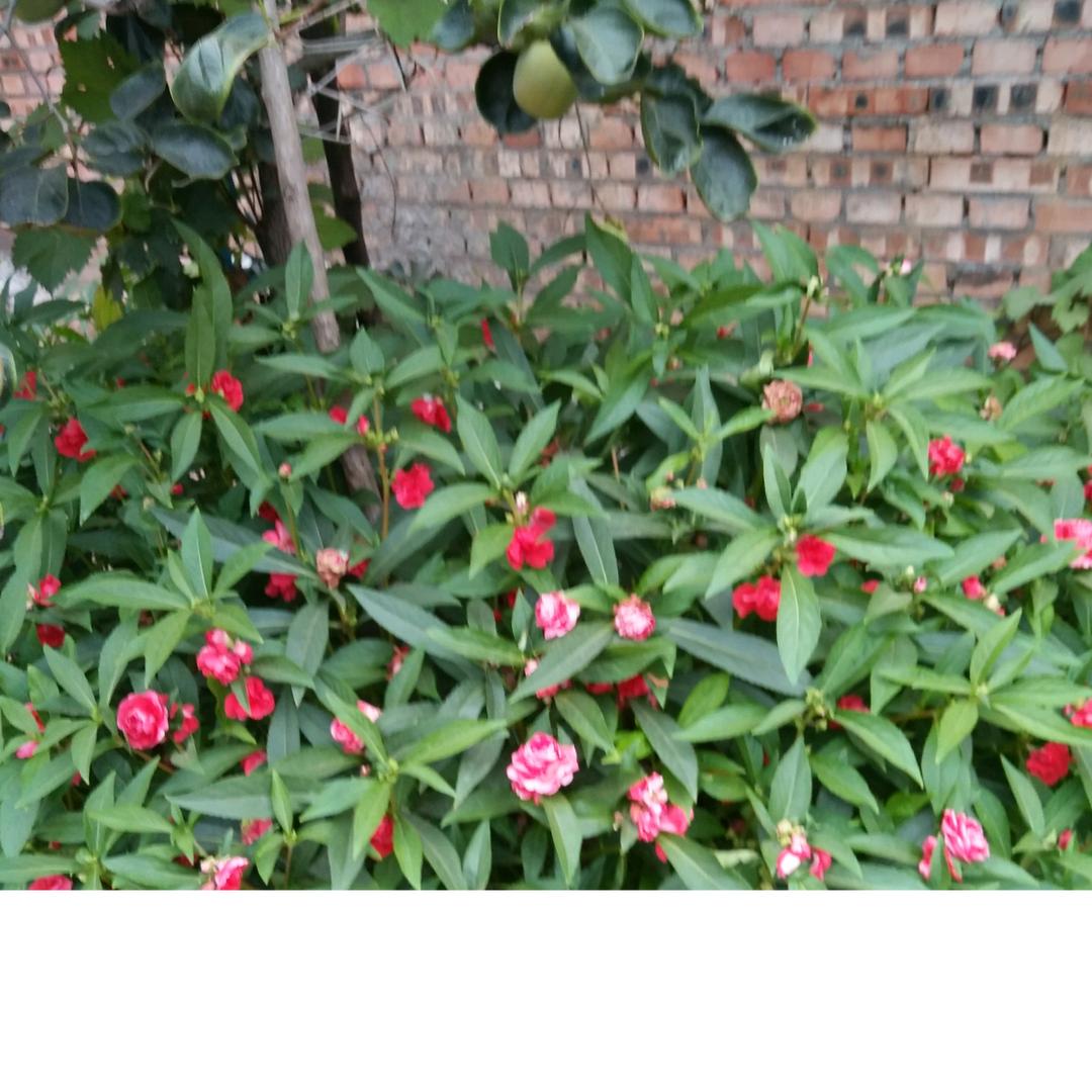 一生平安(ღ˘⌣˘ღ)