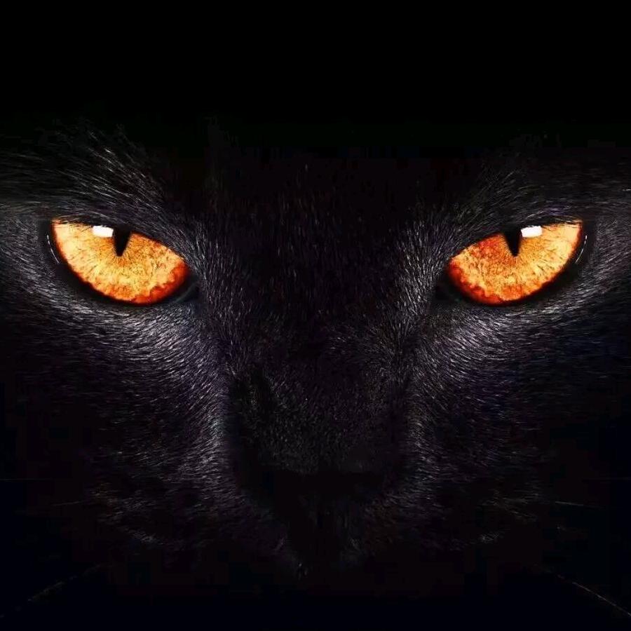 ༺ༀൢ独༒狼ൢༀ༻