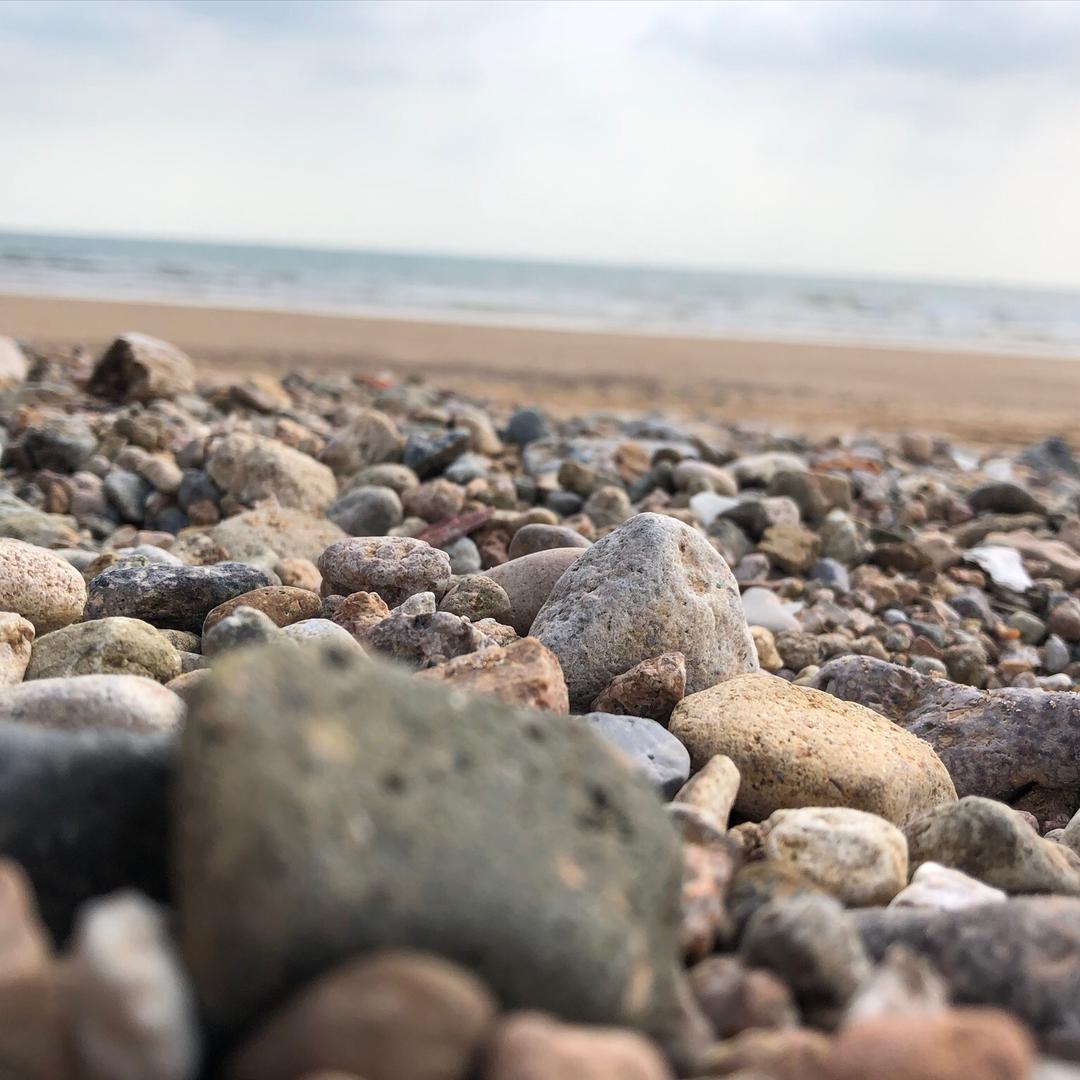 其实我是孟加拉白虎