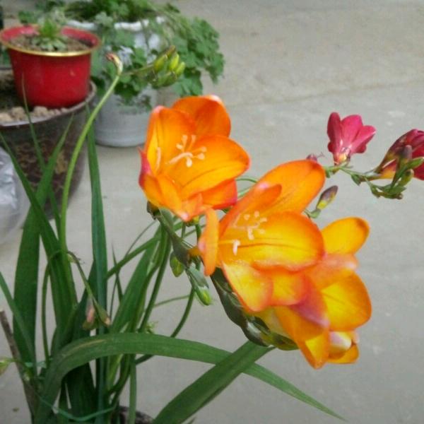 雨中百合