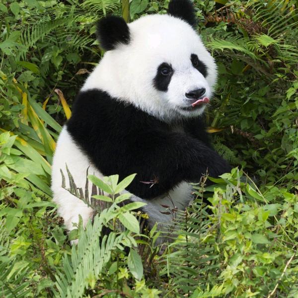 荣儿