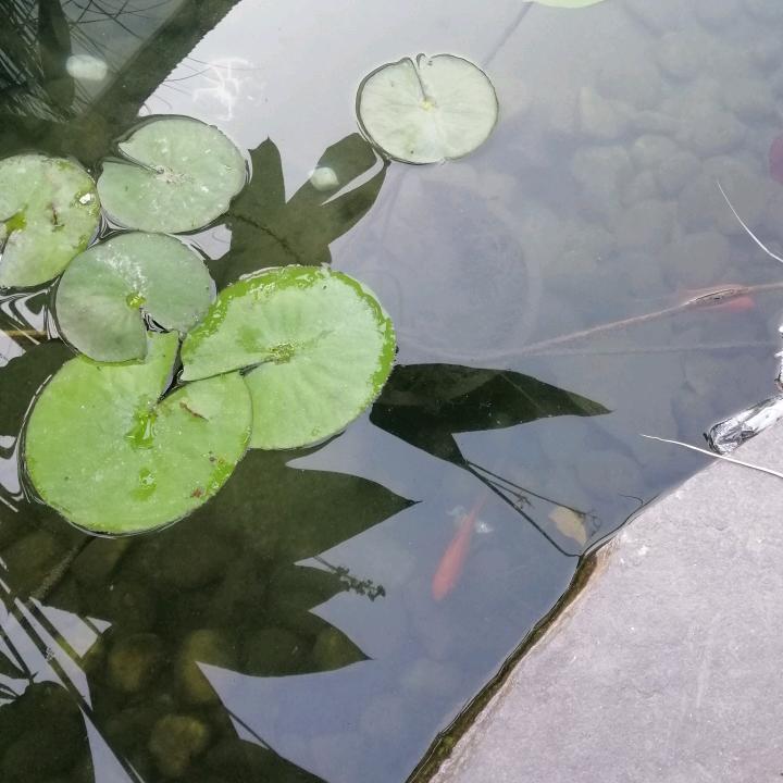 大帅