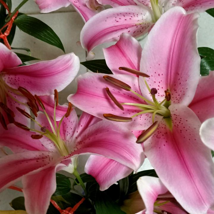 玲珑