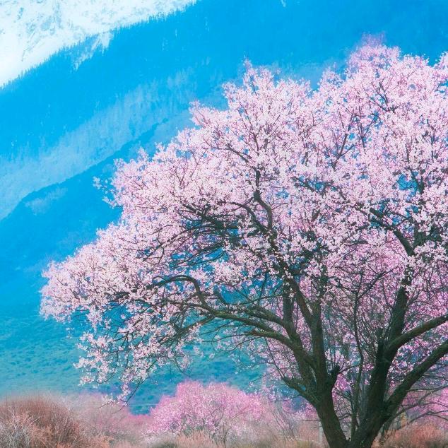 花王