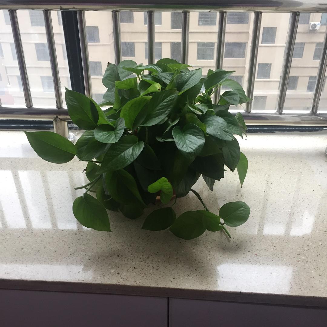 月老杨传孝