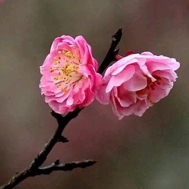 春风又绿江南岸