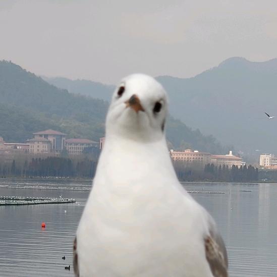 致郁