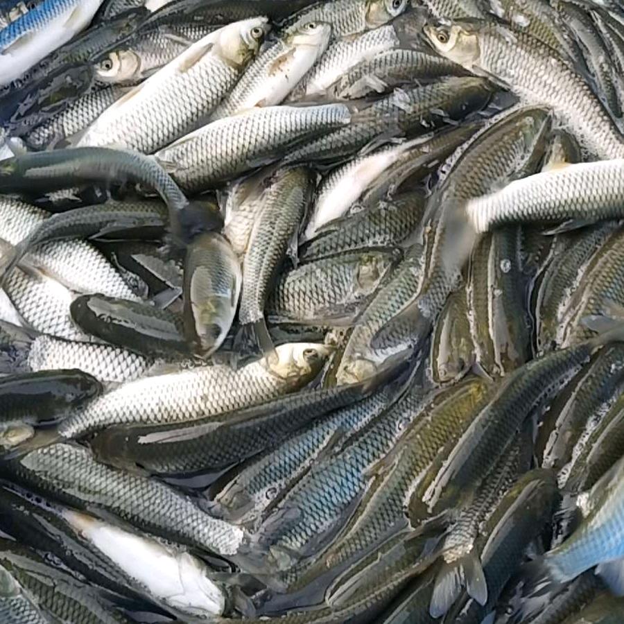 通威鱼饲料小陈售石灰，鸡料，鸭料，鹅料，