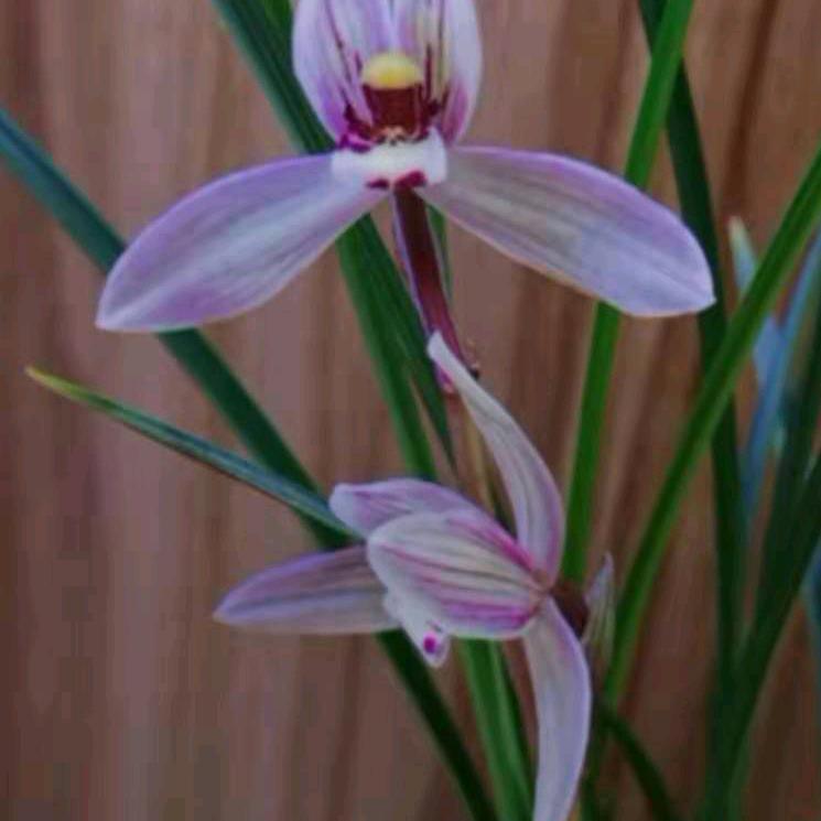 杨杨