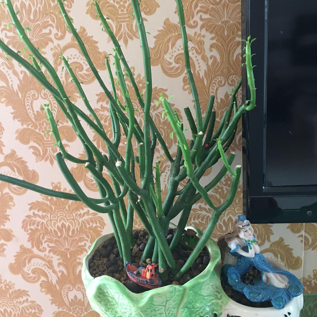 花椒树