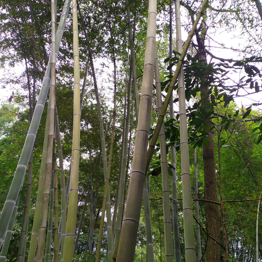 竹
