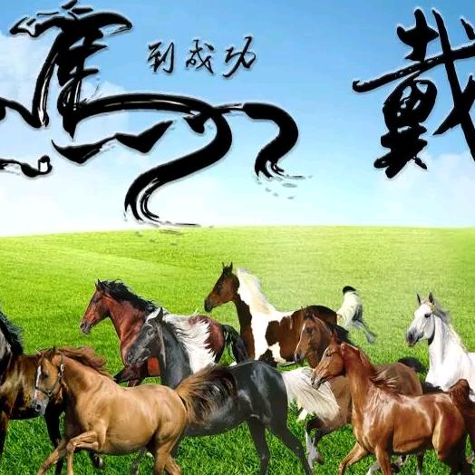 龙哥沙场