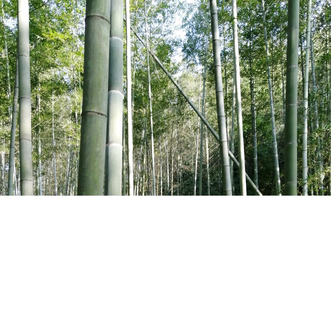 山三