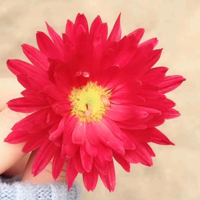 小花🌸