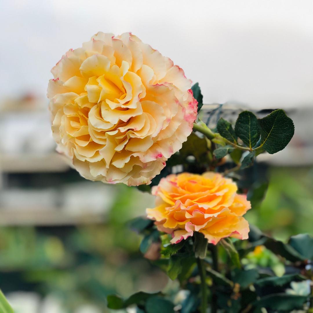 🌺'༊、漫歌