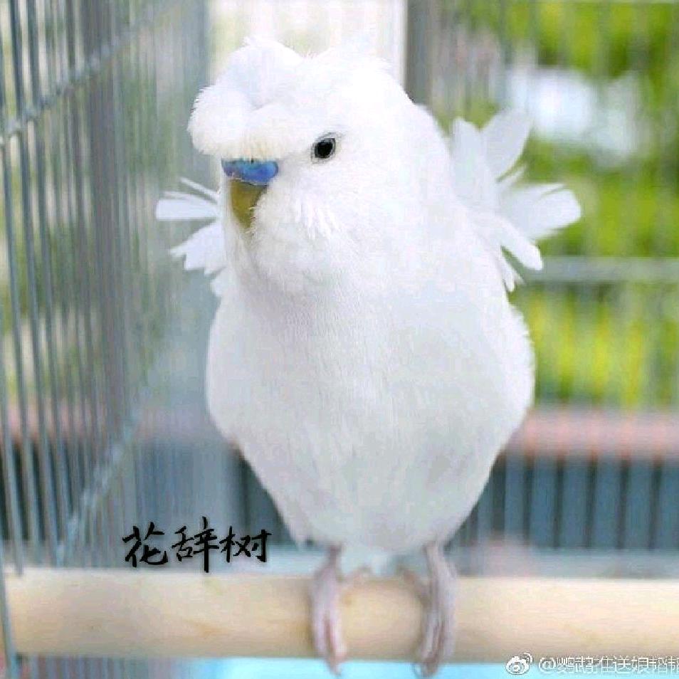 ℴ   花辞树丨精品鸟雀