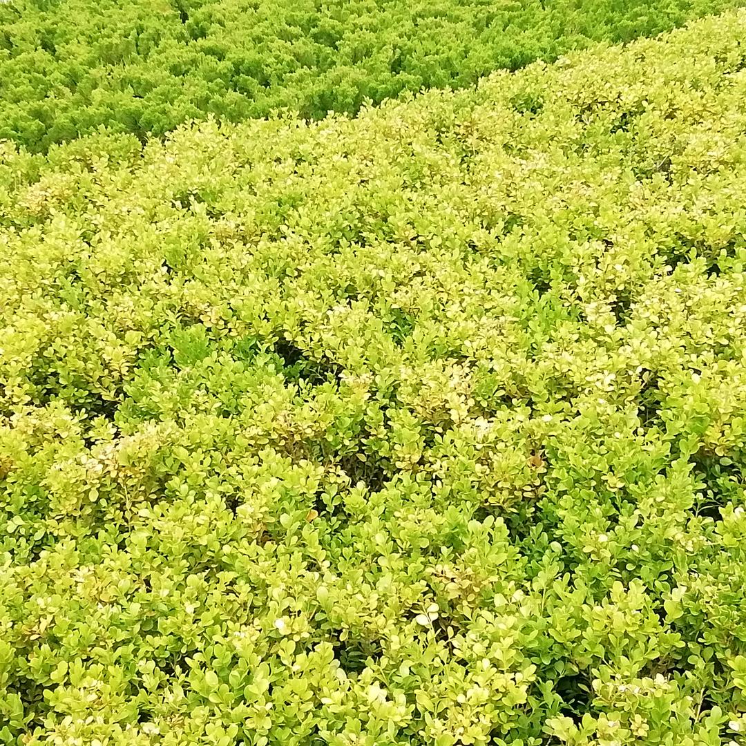 小小