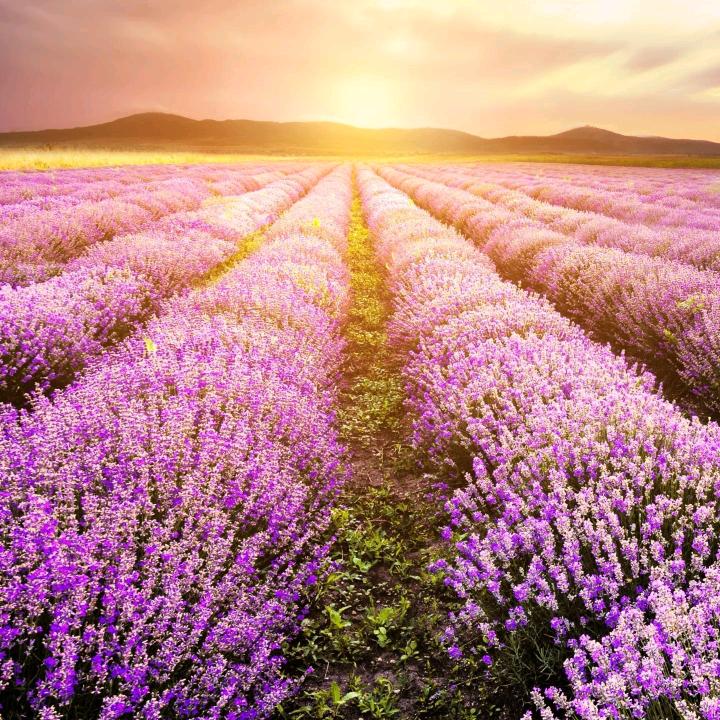 安安稳稳的幸福