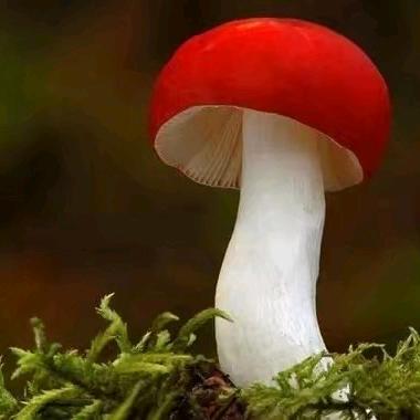 雪莲花
