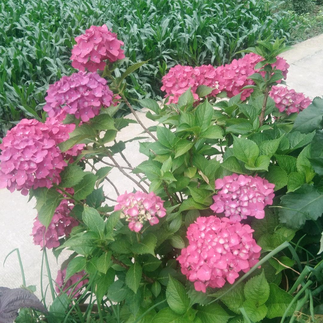 黄本玉