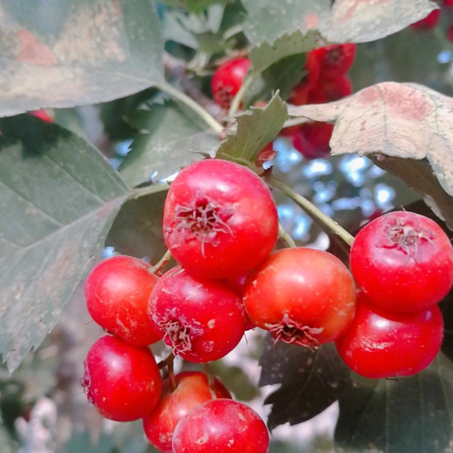 苹果🍎