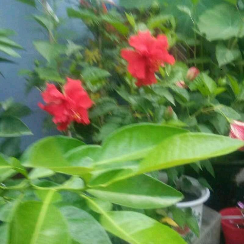 宇佳好运来