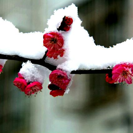 雪186816157542