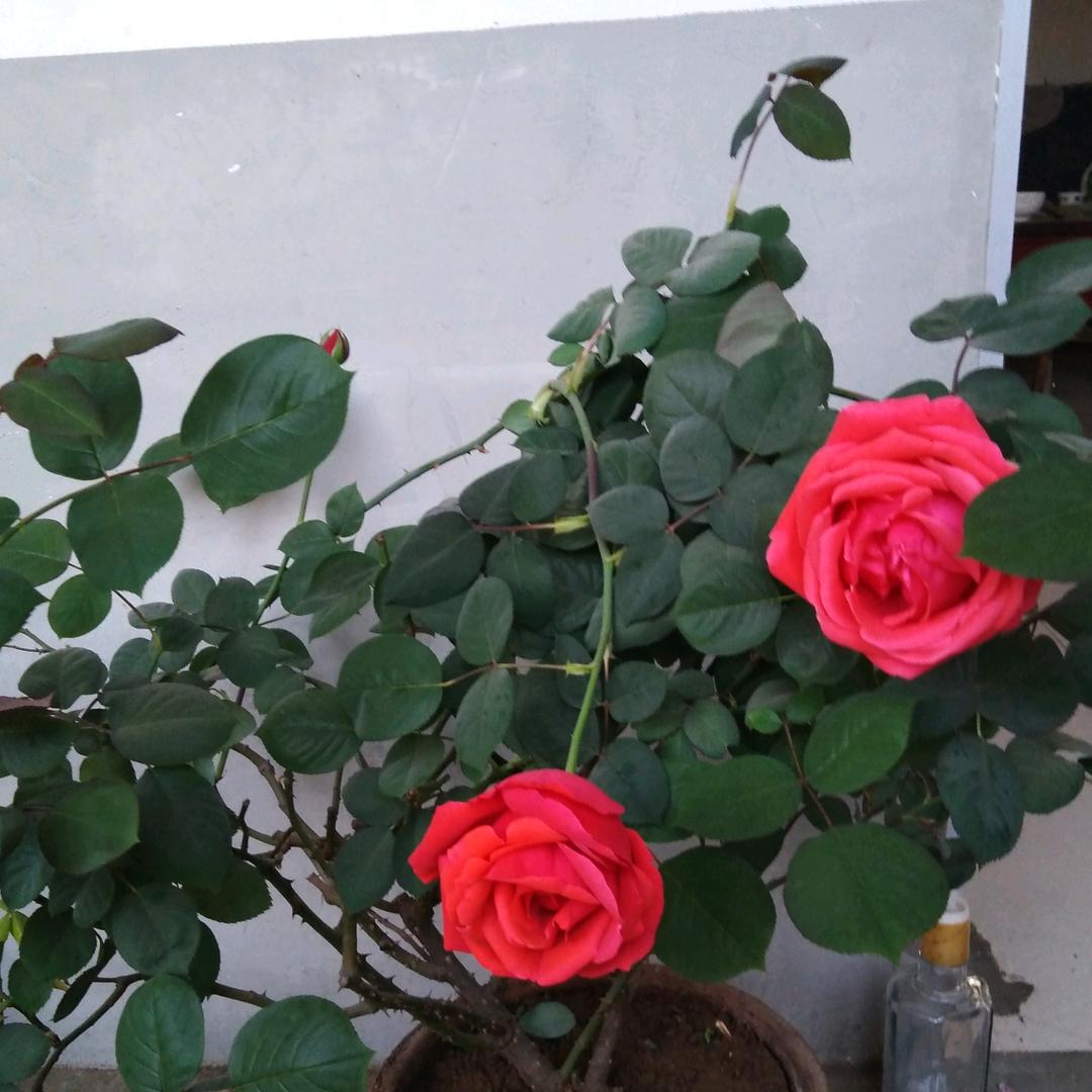 红花🌸