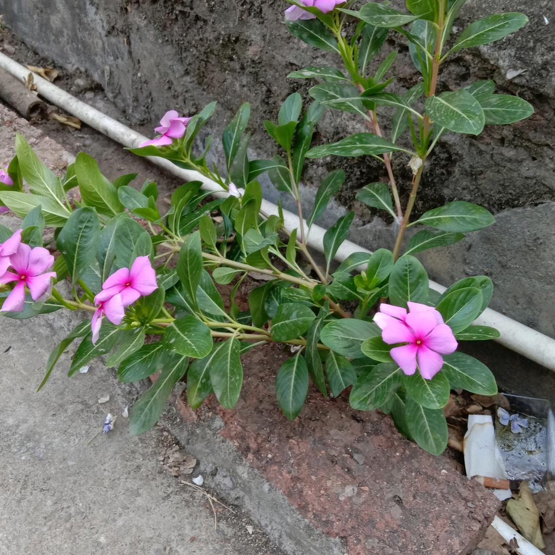 伤不起