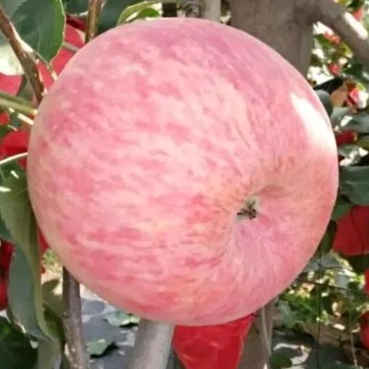 响富果园农场优选店