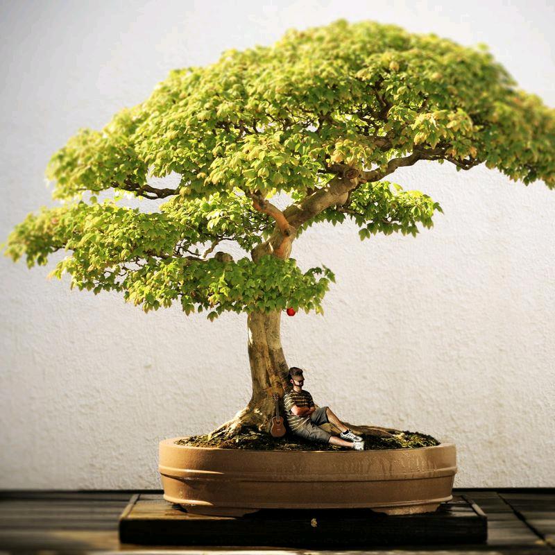 小鱼整蛊互动游戏