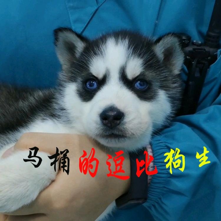 马桶的逗比狗生