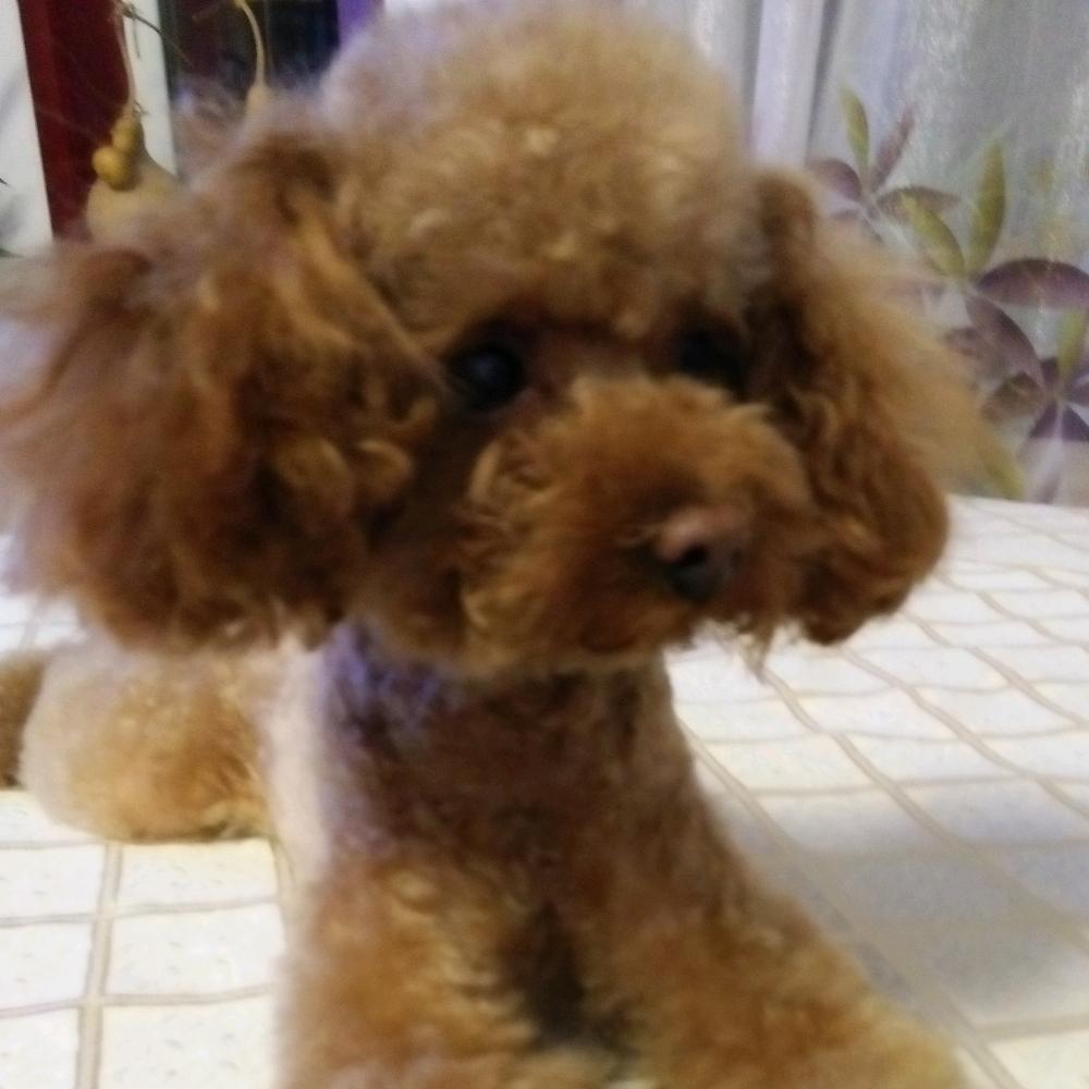 小阳