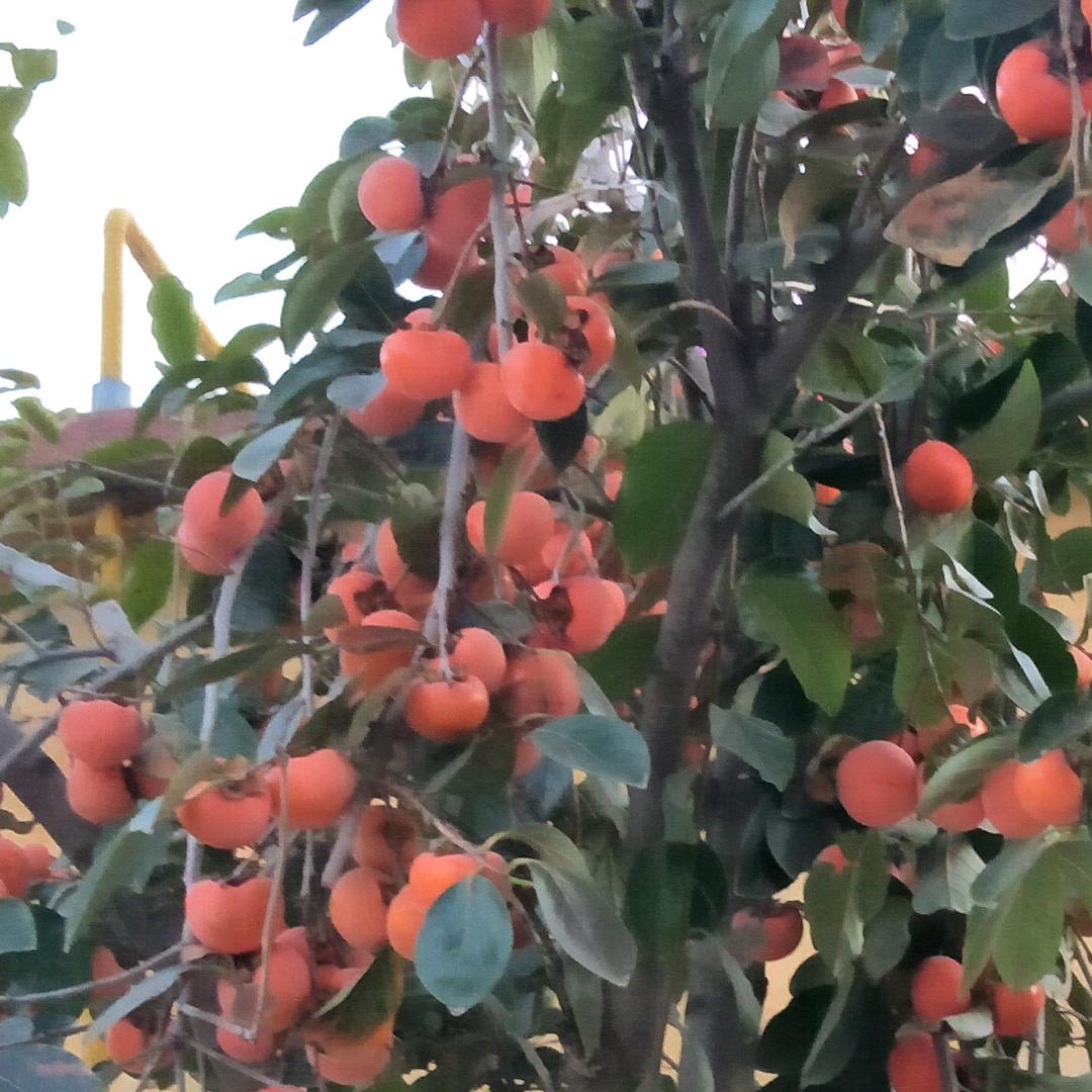 石头，剪刀，布，