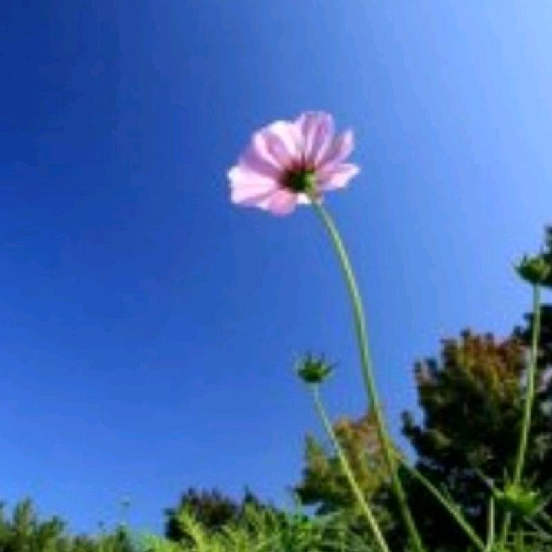 鸣沙