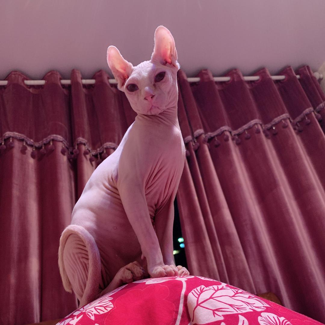 超级超级Super橙