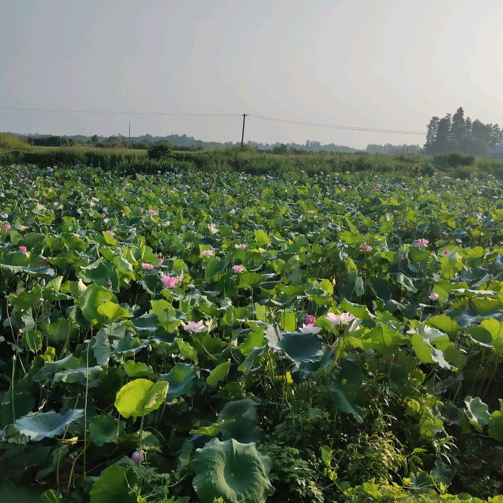 心想亊成