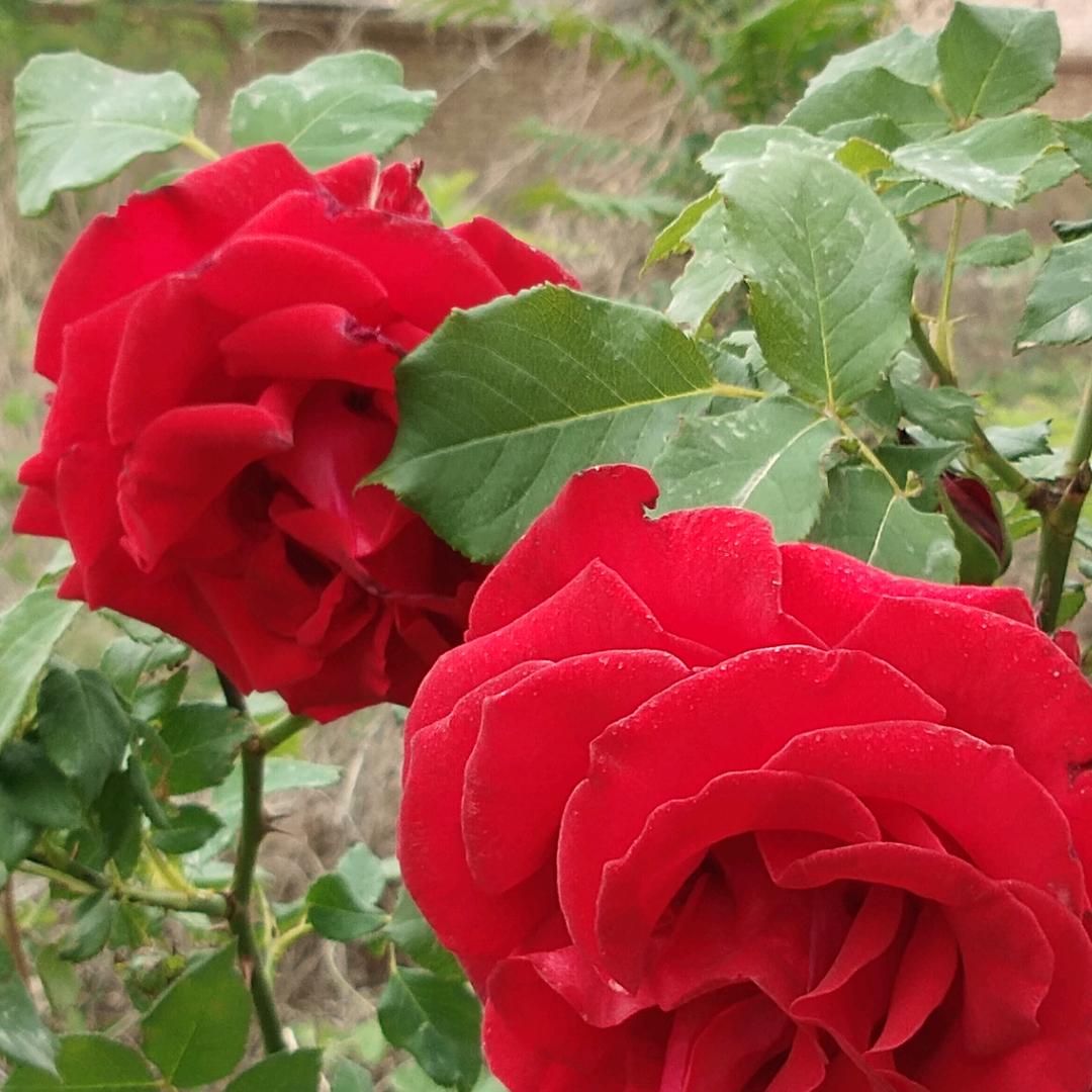 花好月圆